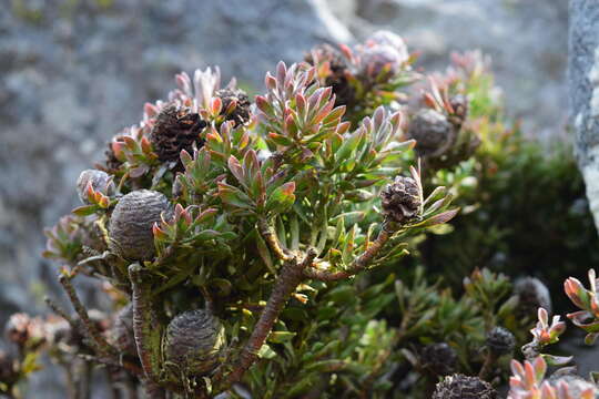 Sivun Leucadendron radiatum Phillips & Hutchinson kuva