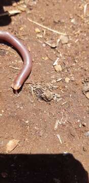 Image of Delalande's Beaked Blind Snake