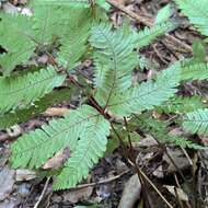 Sivun Pteris setulosocostulata Hayata kuva