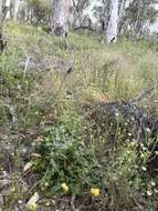 Image of Eryngium pinnatifidum Bunge