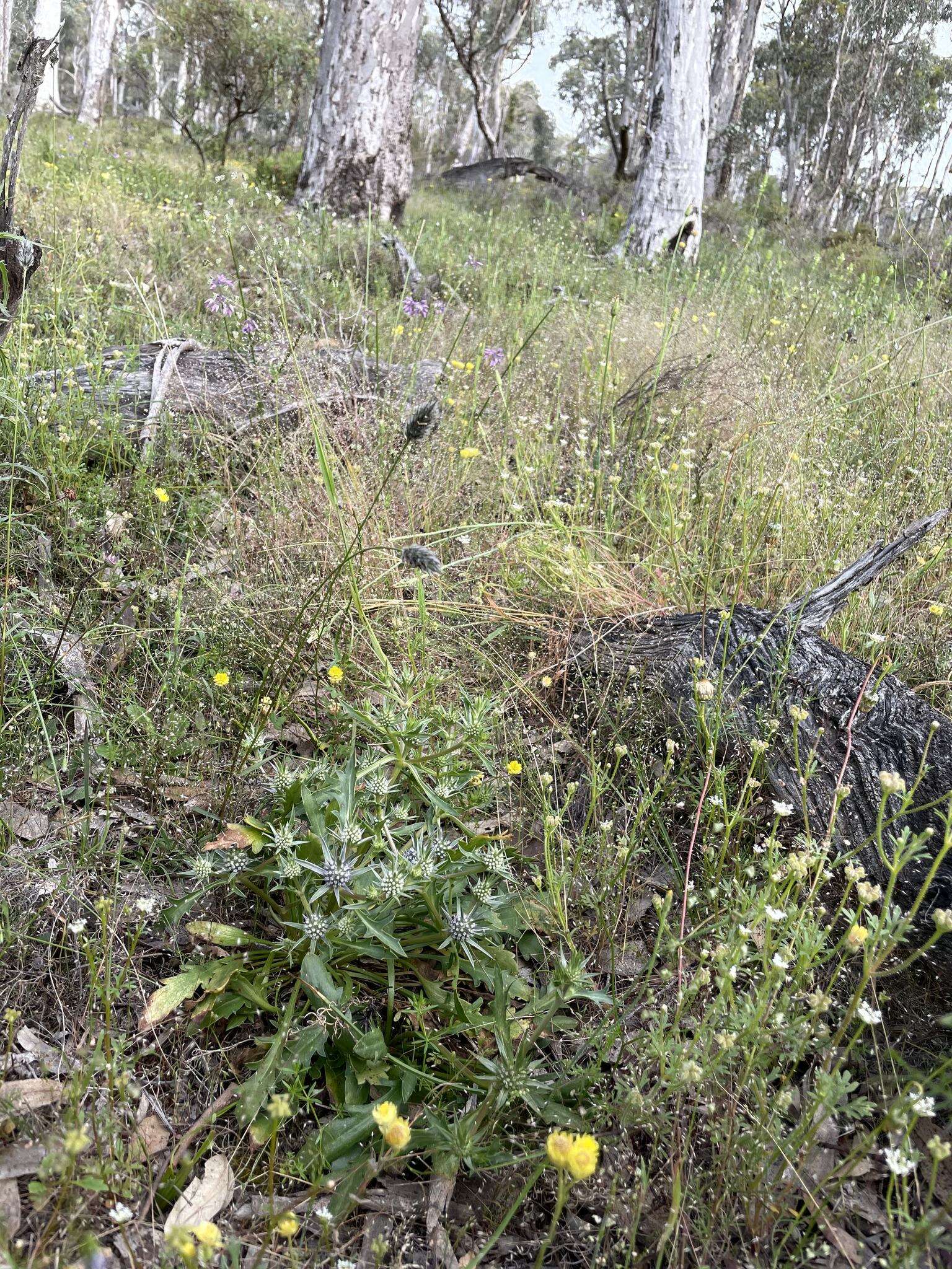 Image of Eryngium pinnatifidum Bunge