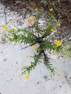 Chrysopsis delaneyi Wunderlin & Semple resmi