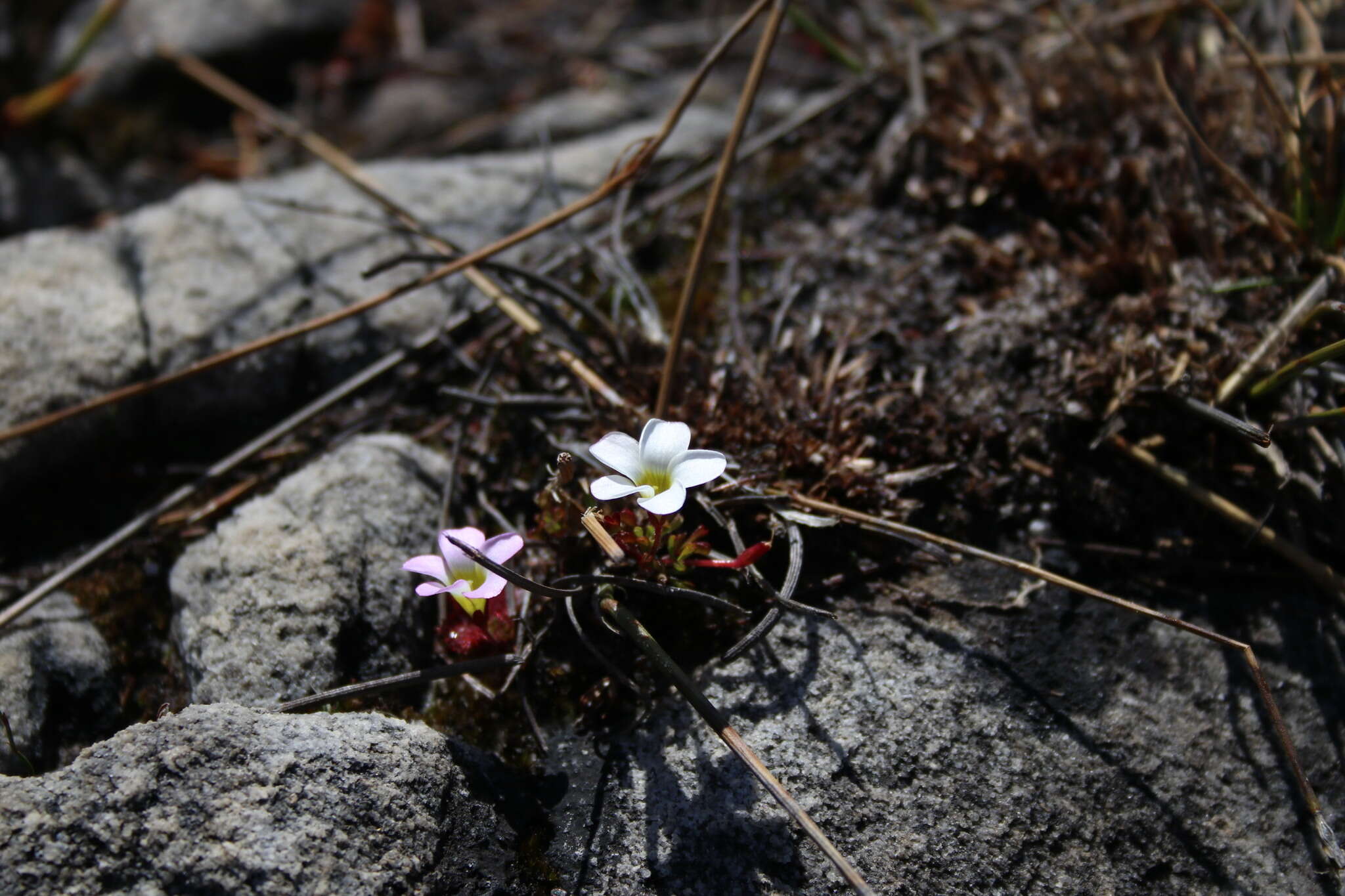 Sivun Oxalis stokoei Weintroub kuva