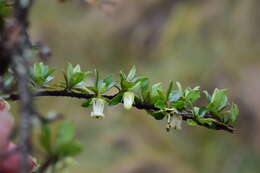 Escallonia myrtilloides L. fil. resmi