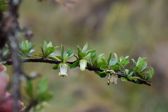 Escallonia myrtilloides L. fil. resmi