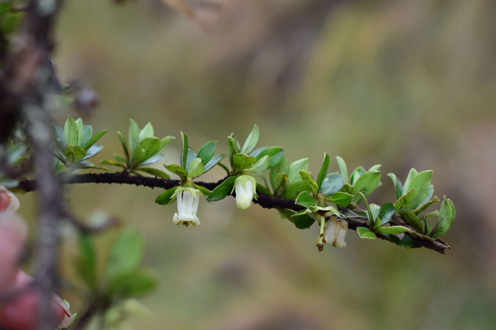 Слика од Escallonia myrtilloides L. fil.