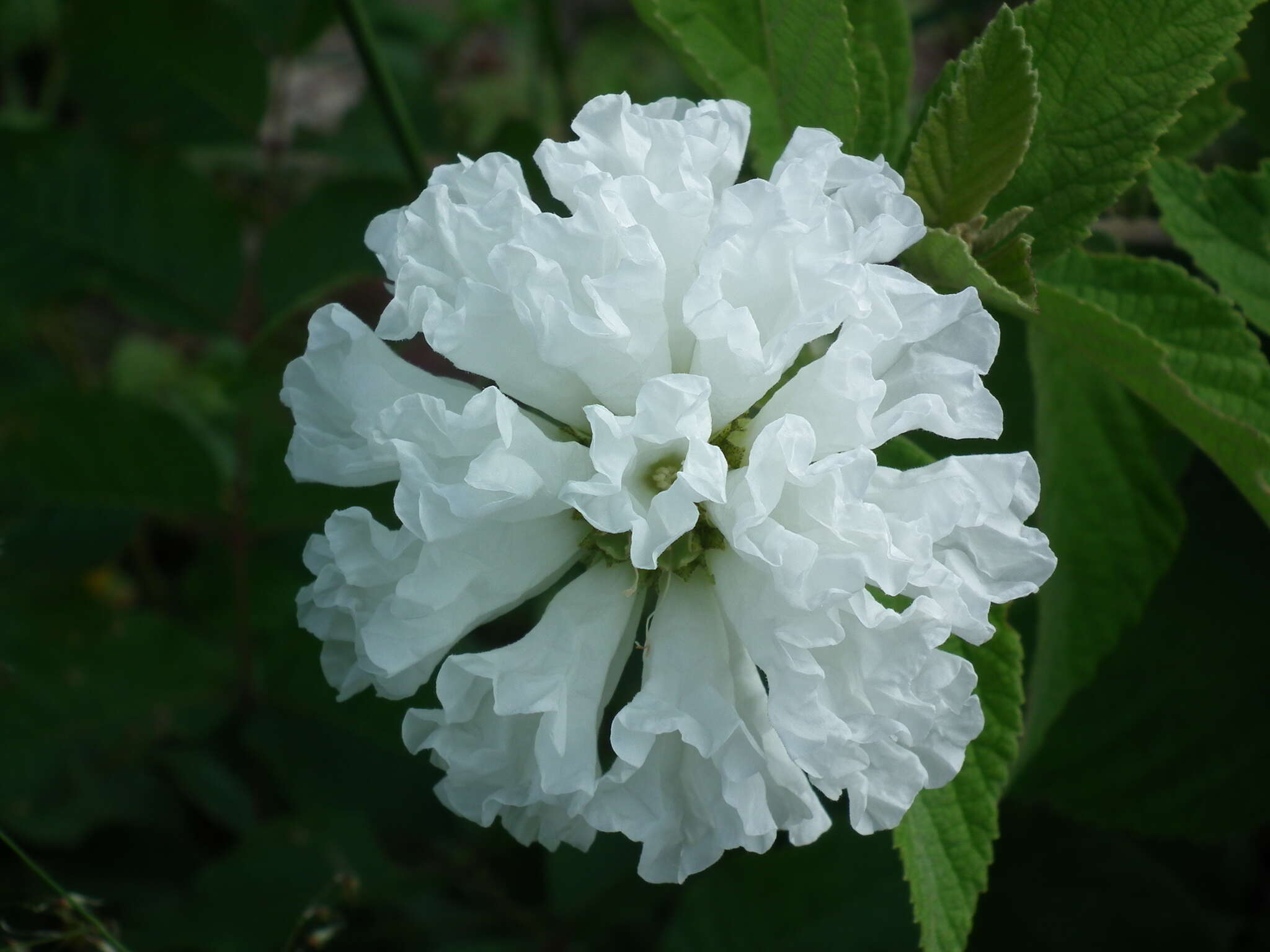 Image of Varronia leucocephala (Moric.) J. S. Mill.