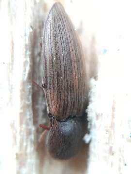 Image of Lined Click Beetle