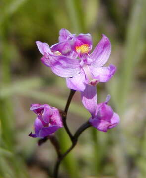 Image of Many-flowered grass-pink orchid