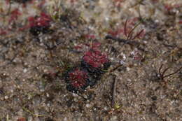 Image of Drosera patens Lowrie & Conran