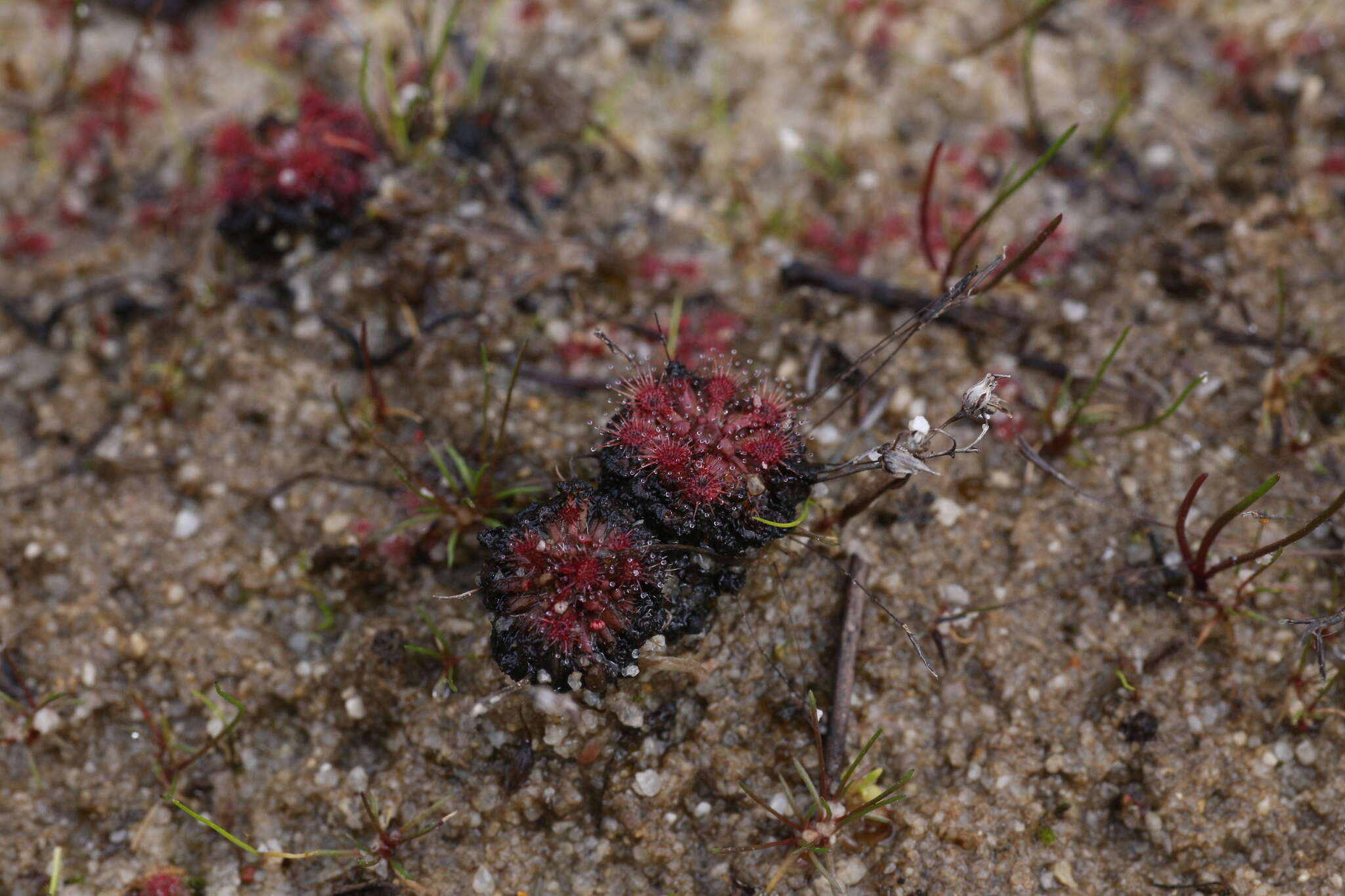 Image of Drosera patens Lowrie & Conran