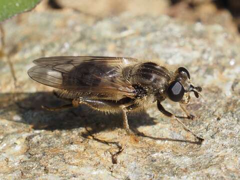 صورة Chalcosyrphus eunotus (Loew 1873)