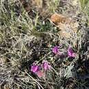 Image of haresfoot locoweed