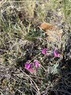 Image of haresfoot locoweed