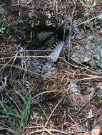 Image of California Mountain Kingsnake