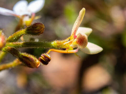 Image of Stylidium crassifolium R. Br.