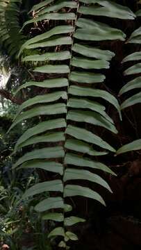 Image of giant swordfern