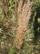 Image of Schizachyrium microstachyum (Desv.) Roseng., B. R. Arrill. & Izag.