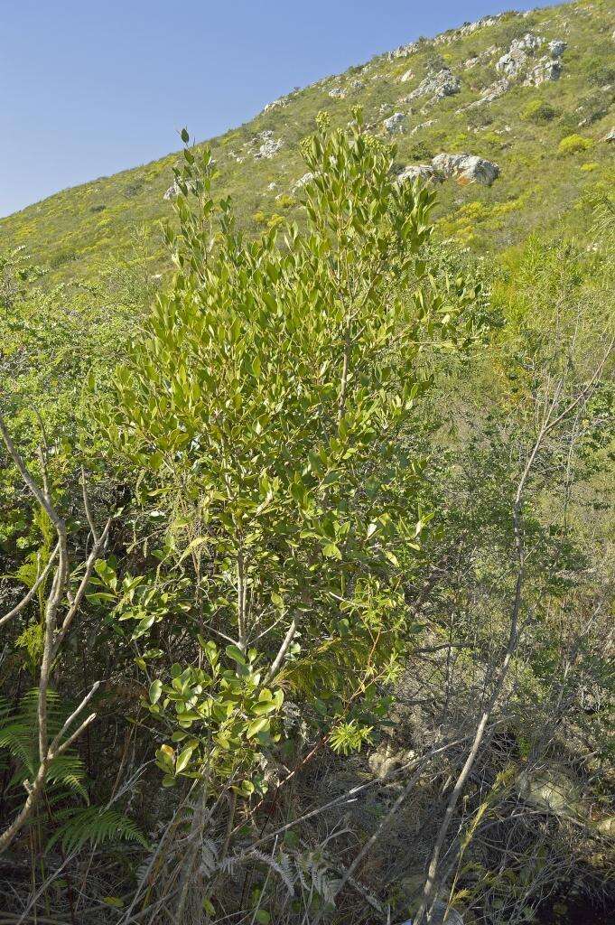 Imagem de Olea capensis subsp. capensis