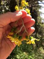 Image of Senecio verbascifolius Burm. fil.