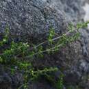 Image of Galium ericoides Lam.