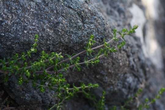 Image of Galium ericoides Lam.