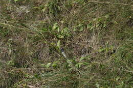 Plancia ëd Solidago pallida (Porter) Rydb.