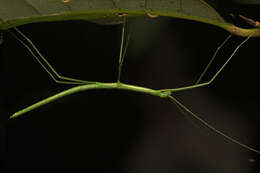 Image of Sipyloidea rentzi Brock & Hasenpusch 2007