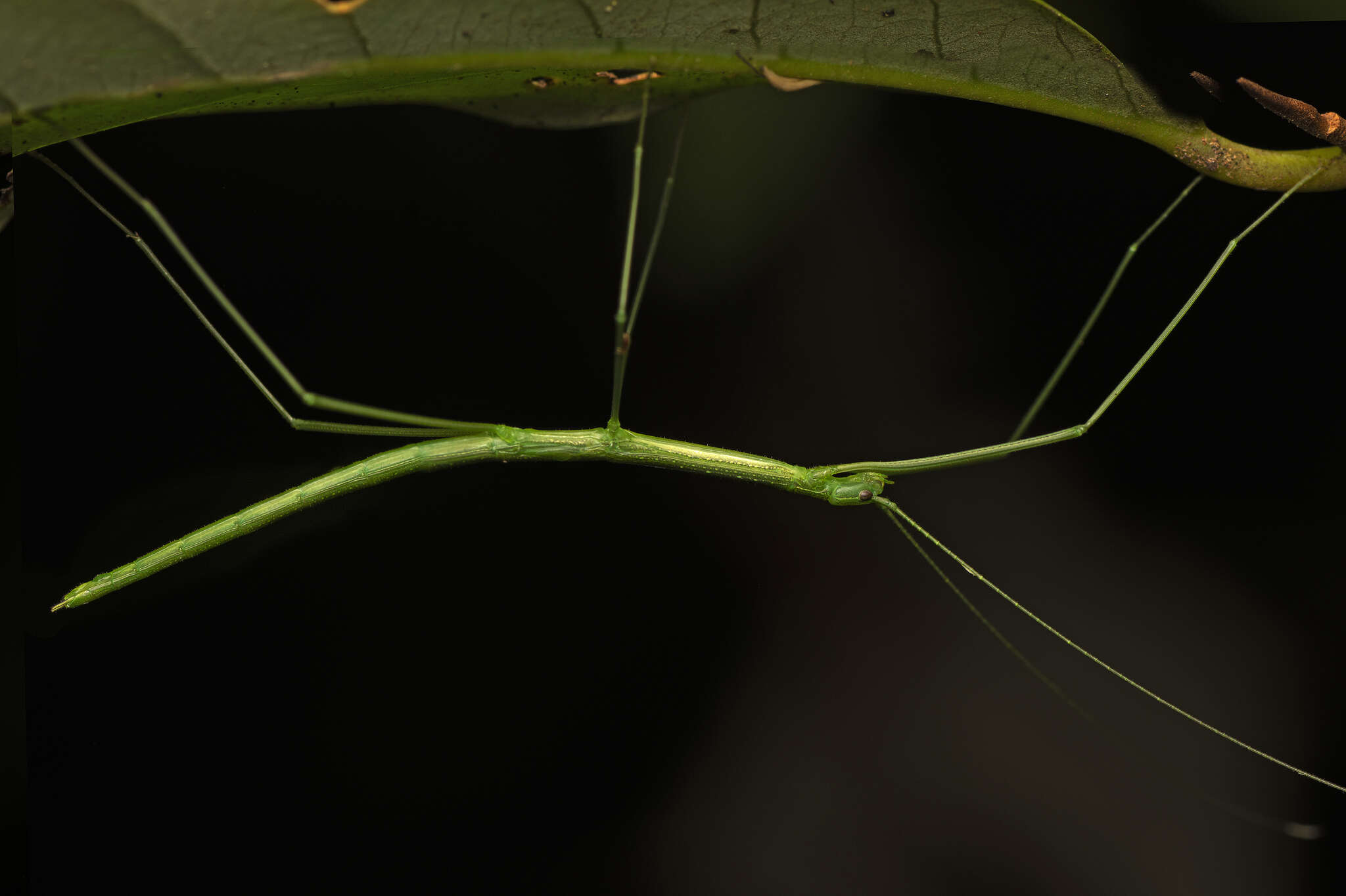 Image of Sipyloidea rentzi Brock & Hasenpusch 2007