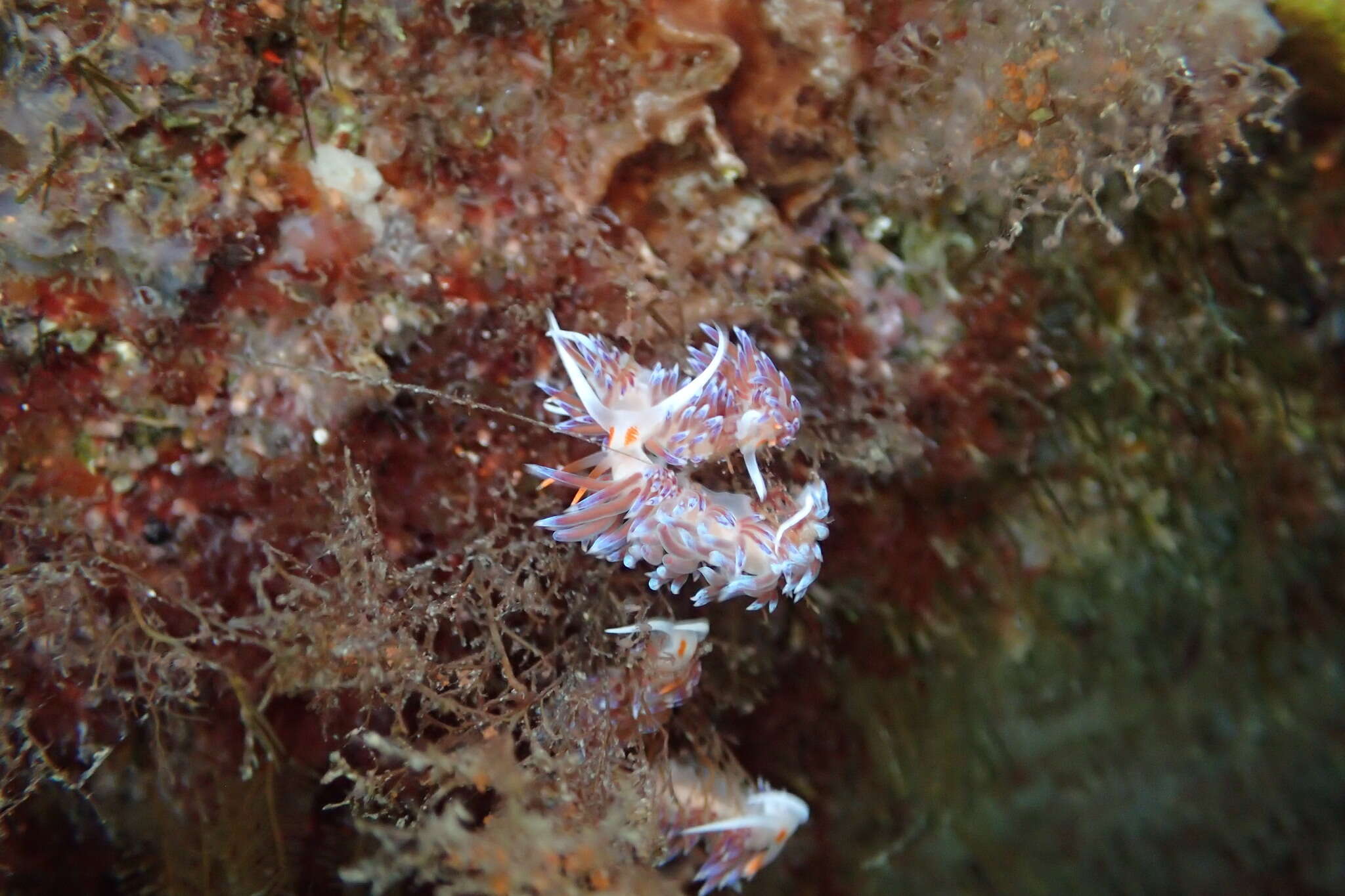 Image of Cratena Slug