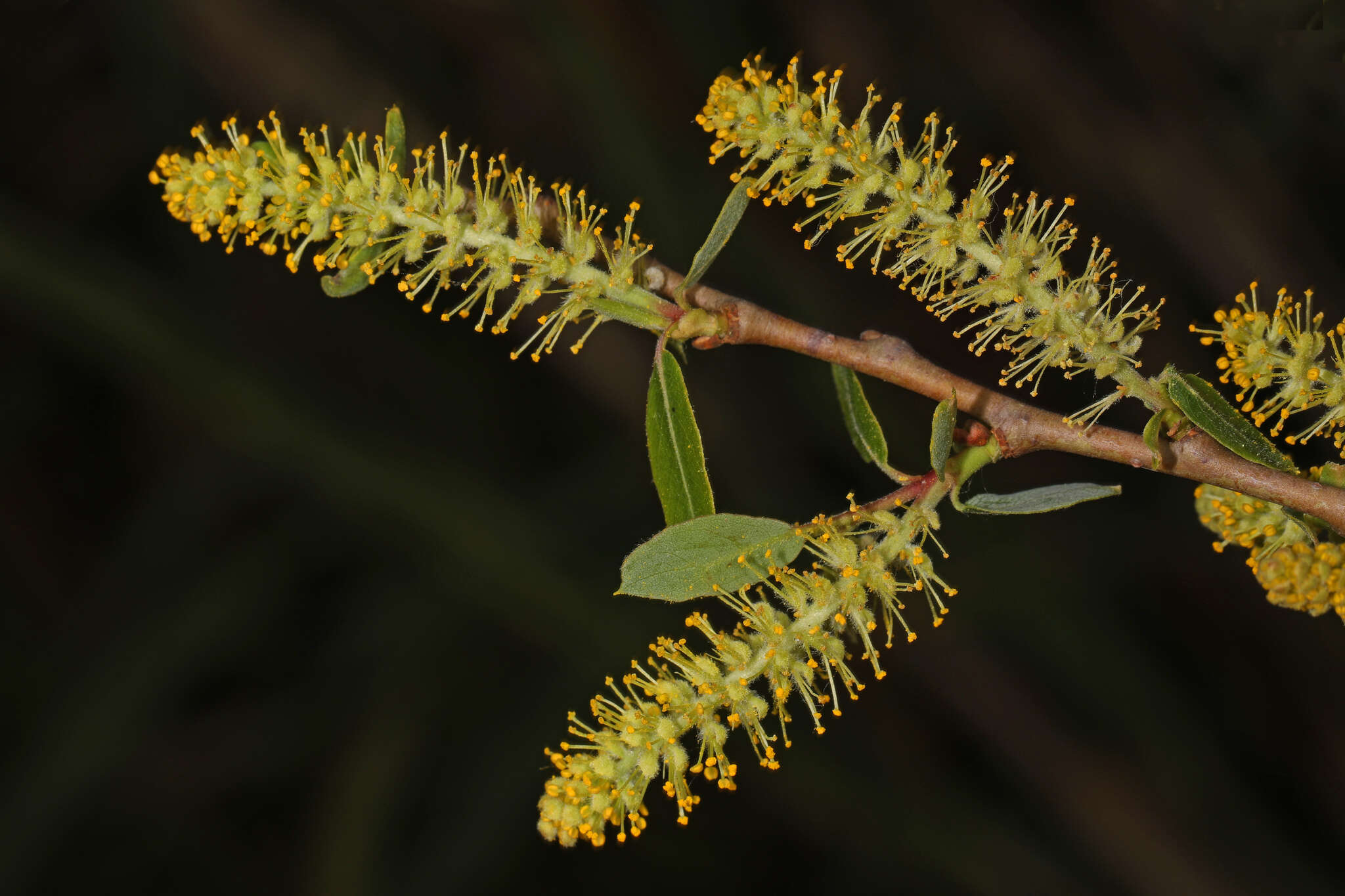 Image of coastal plain willow