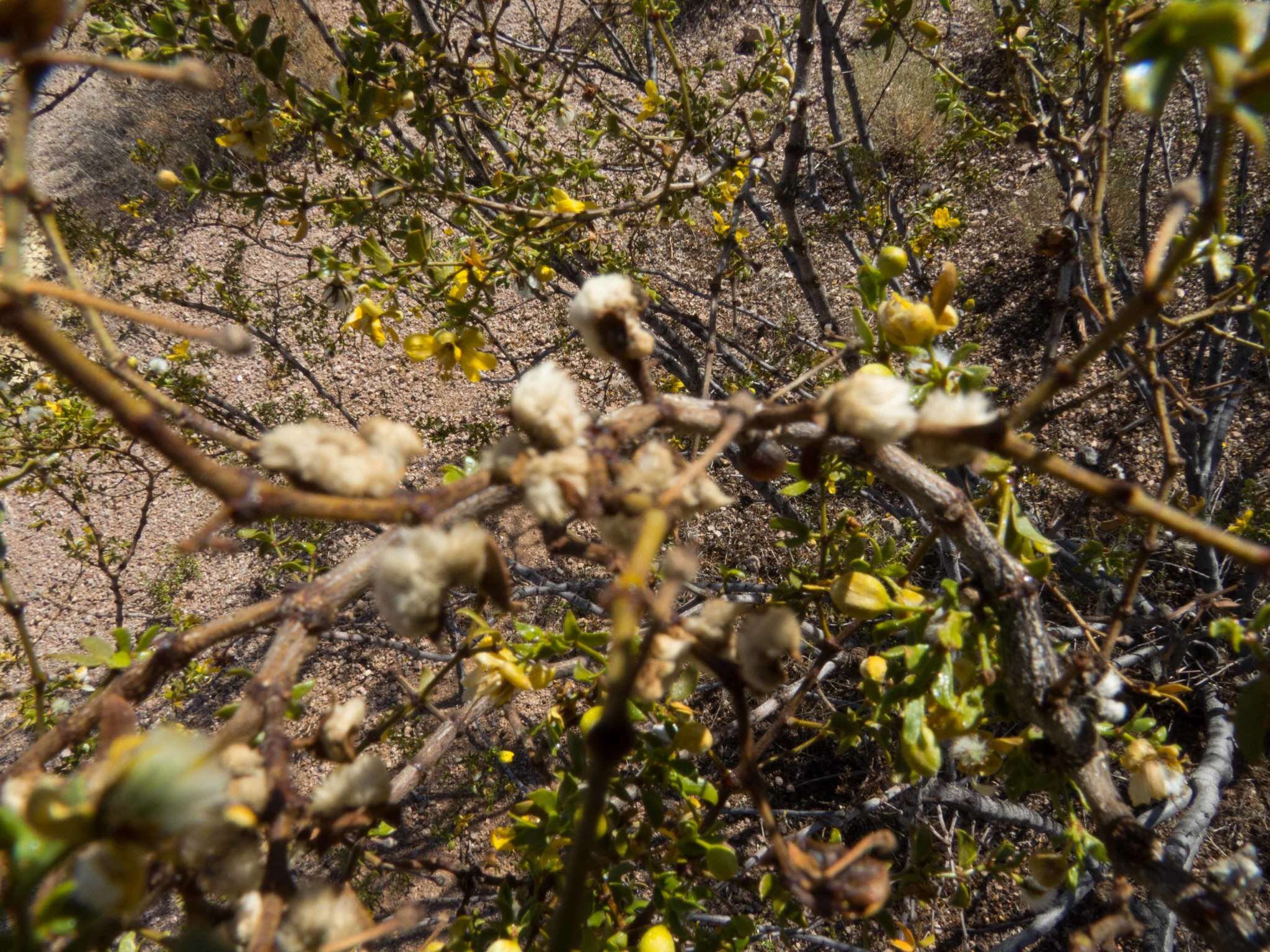 Image of Asphondylia villosa Gagne 1990