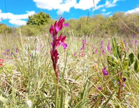 Image of Anacamptis papilionacea subsp. papilionacea