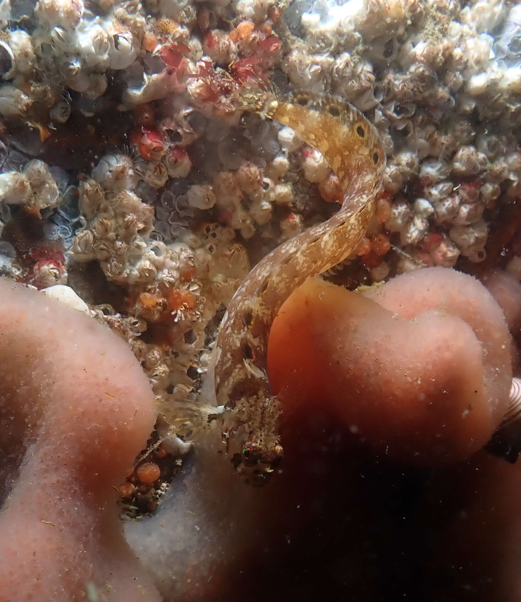 Image of Mosshead prickleback