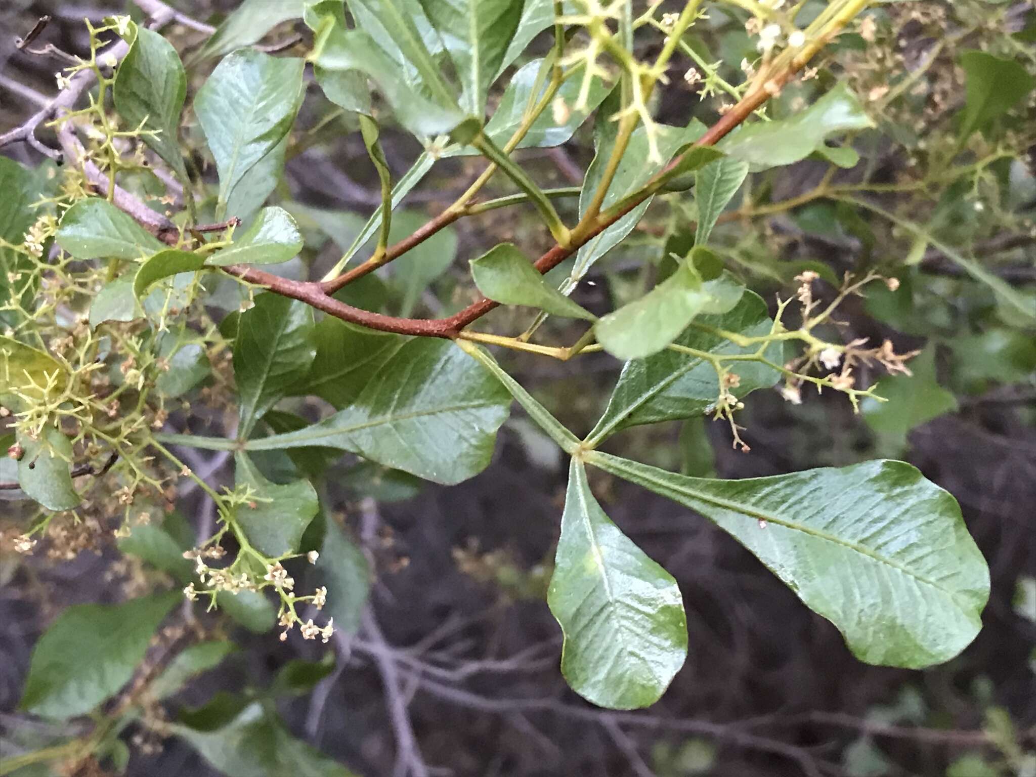 Searsia undulata (Jacq.) T. S. Yi, A. J. Mill. & J. Wen的圖片