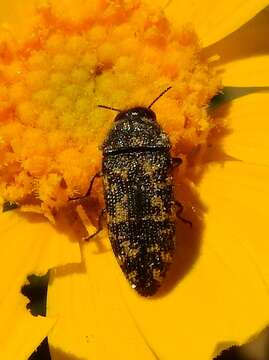 Image of Acmaeodera diffusa Barr 1969