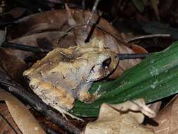 Image of Craugastor rugosus (Peters 1873)