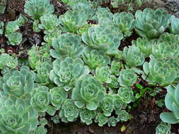 Image of Aeonium aureum (C. Sm. ex Hornem.) T. H. M. Mes