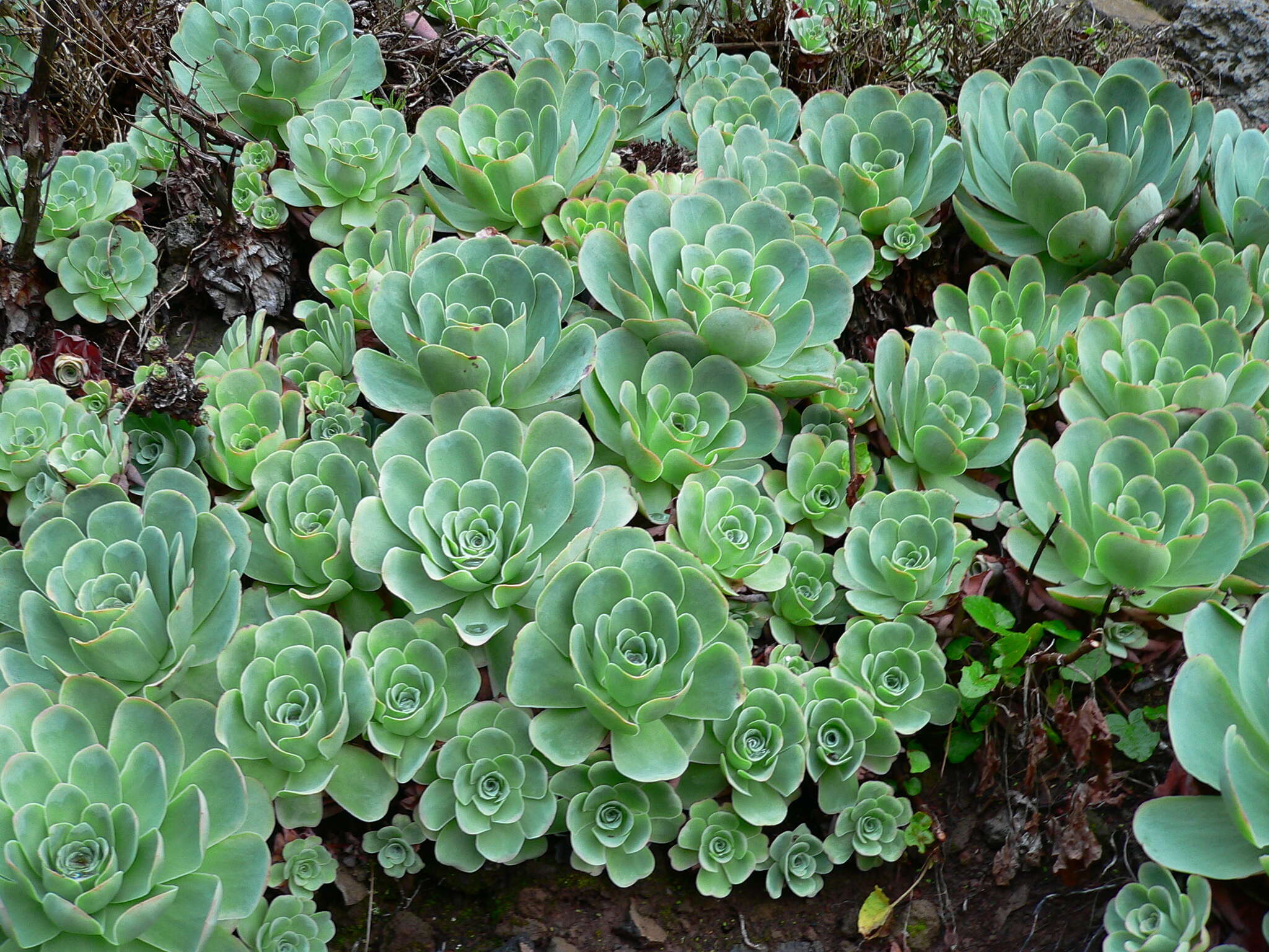 Image of Aeonium aureum (C. Sm. ex Hornem.) T. H. M. Mes