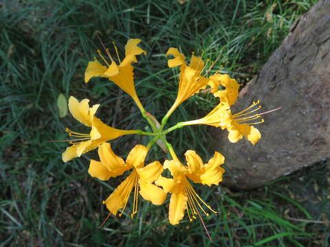 Imagem de Lycoris chinensis Traub