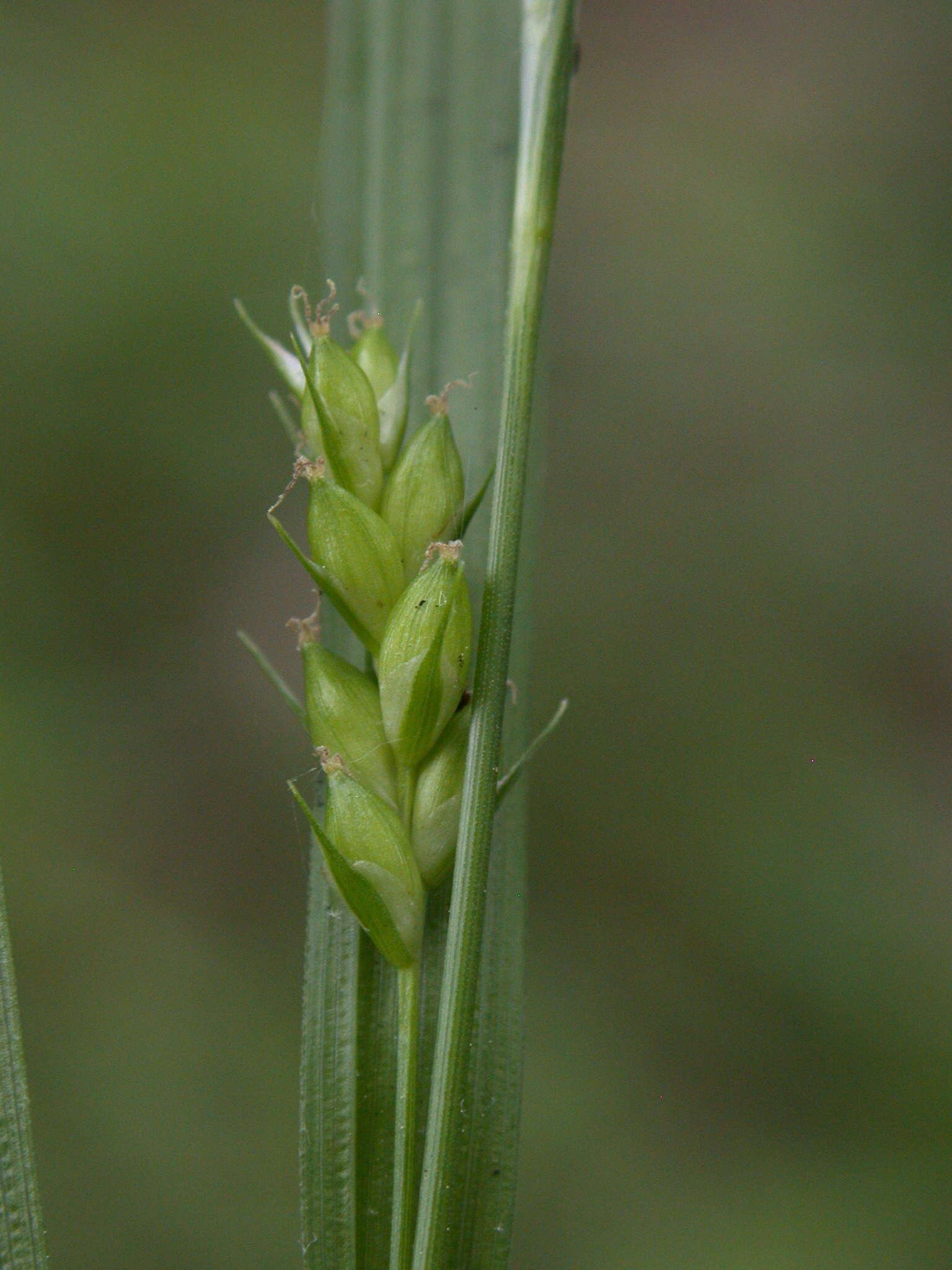 Image of eastern narrowleaf sedge