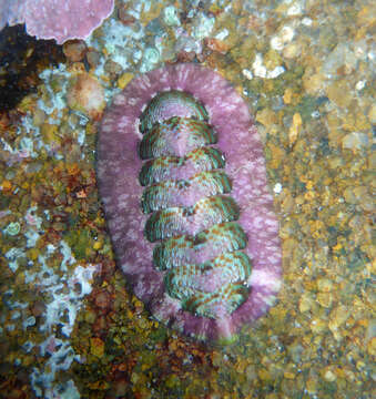 Imagem de Onithochiton quercinus (Gould 1846)