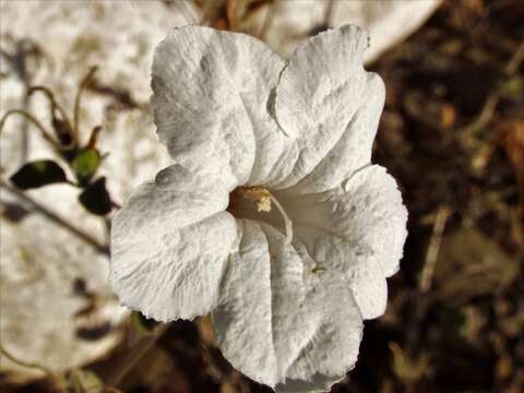 Image of Ruellia hirsutoglandulosa (Oerst.) Hemsl.