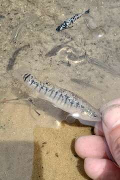 Image of Marsh killifish