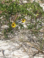 Image of cucumberleaf sunflower