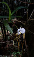 Imagem de Angraecum conchoglossum Schltr.