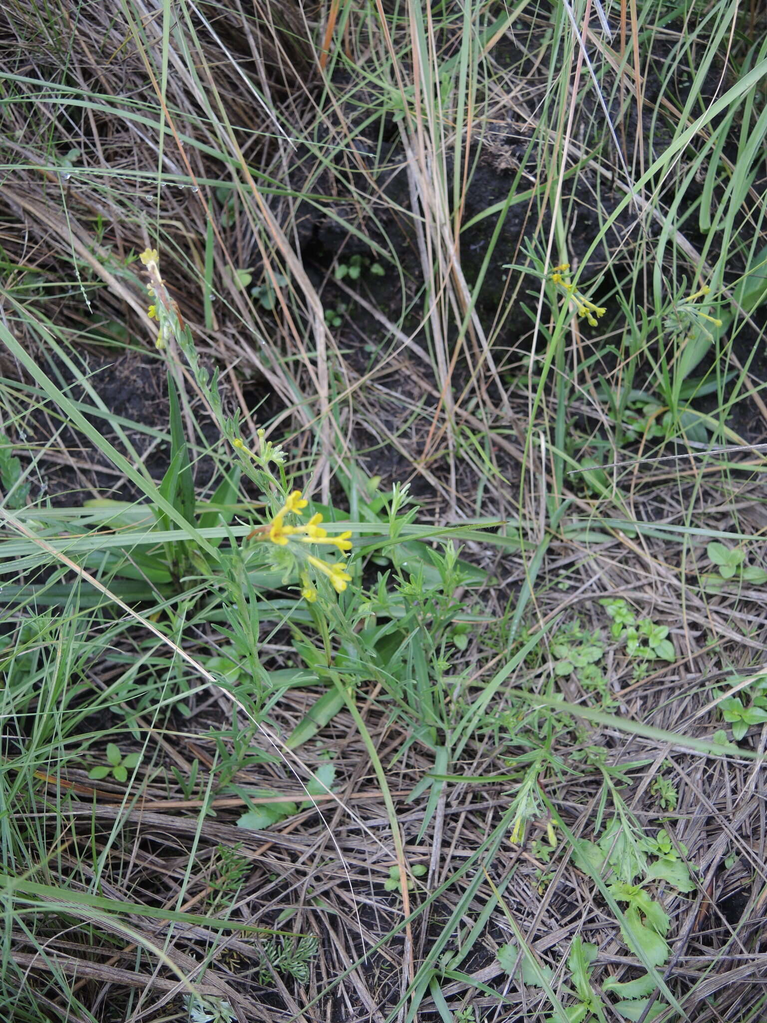 Plancia ëd Lithospermum strictum Lehm.