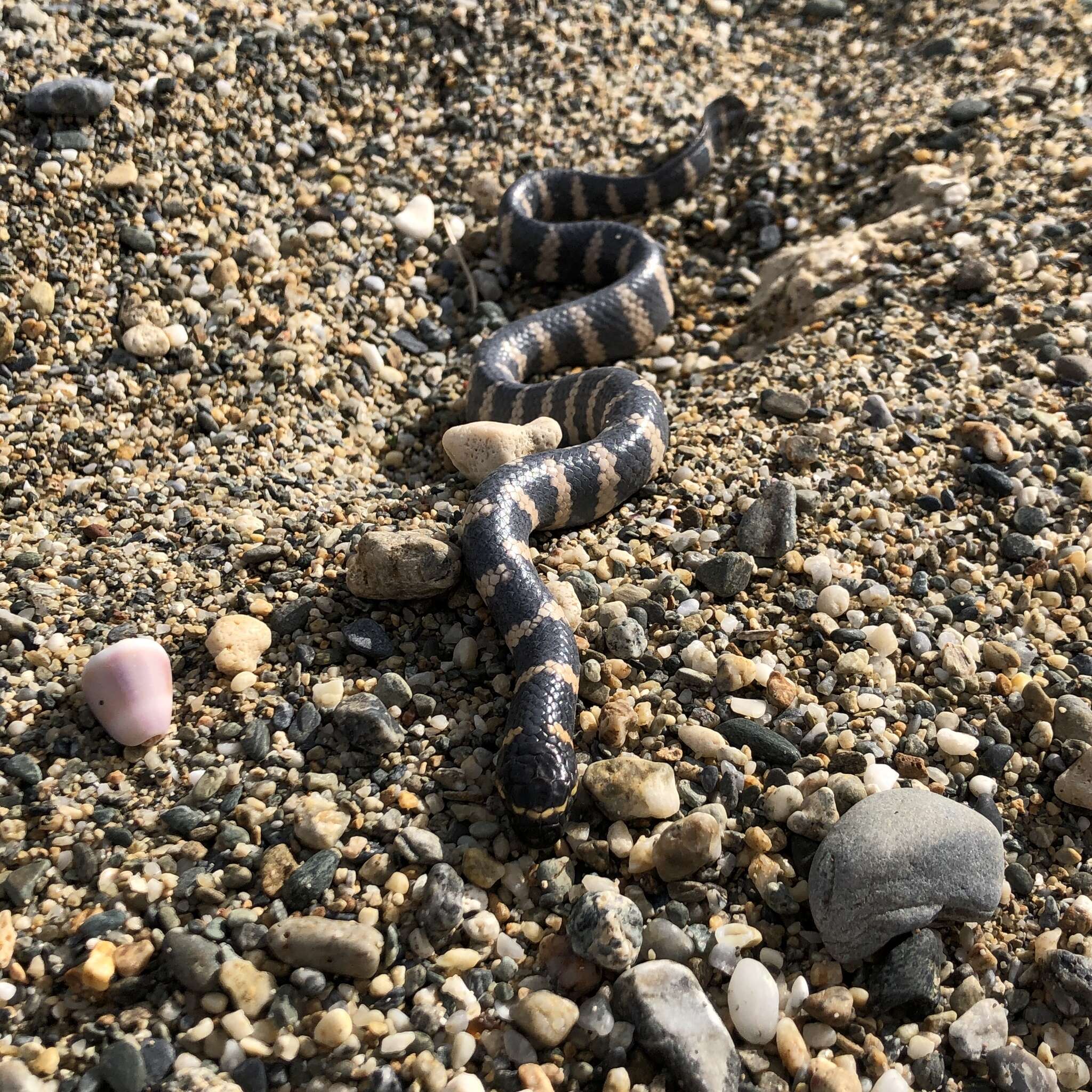 Image of Turtlehead Sea Snakes