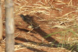 Image of Brown Prinia