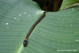 Image of Kinkelin Graceful Brown Snake